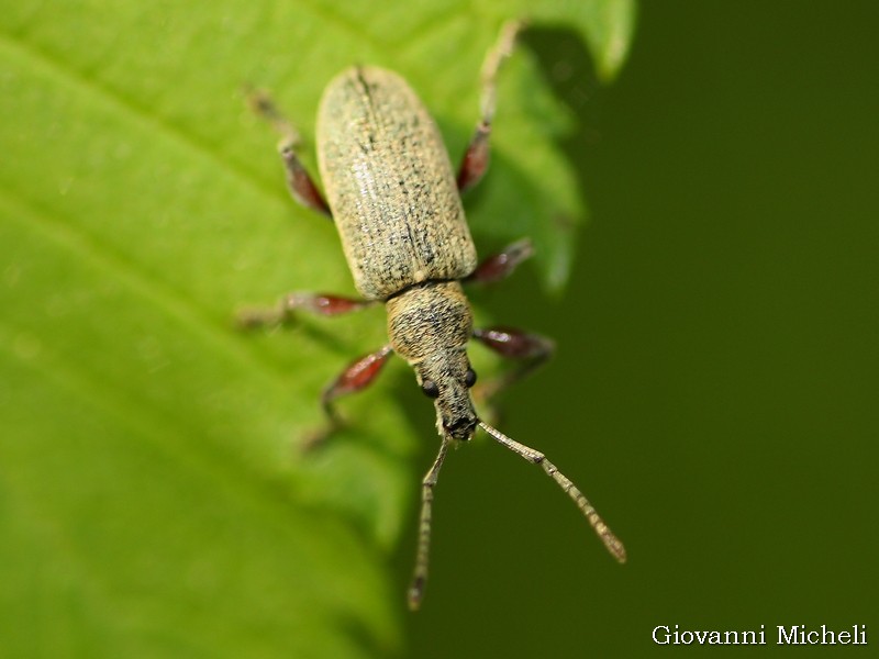 Curculionidae: Phyllobius glaucus